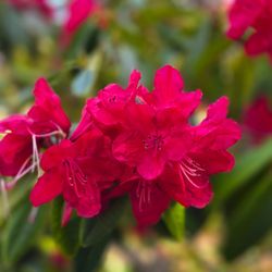 Mendocino Coast Botanical Gardens - Flowers