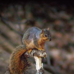 Squirrels on trail 2 along the river Squirrels on trail 2 along the river