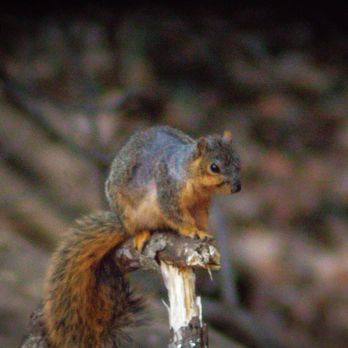 Holliday Park - Squirrels on trail 2 along the river - Parks Near Me - Indianapolis, Indiana Holliday Park - Squirrels on trail 2 along the river - Parks Near Me - Indianapolis, Indiana