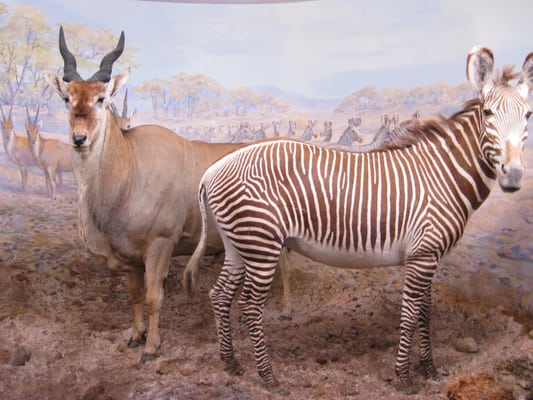 Naturhistorisches Museum Bern by null
