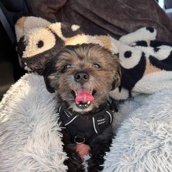 Bark 'N Bathe - Pet Groomers Near Me - Whittier, California