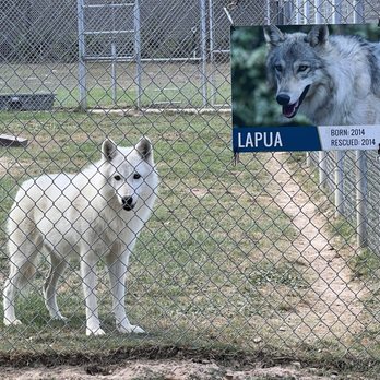 Saint Francis Wolf Sanctuary - Animal Shelters Near Me - Navasota, Texas Saint Francis Wolf Sanctuary - Animal Shelters Near Me - Navasota, Texas