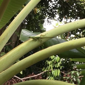 El Yunque Rainforest - Hiking Near Me - Luquillo, Puerto Rico