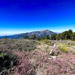 The Pacific Crest Trail - Views of Mt Baden-Powell from the trail!