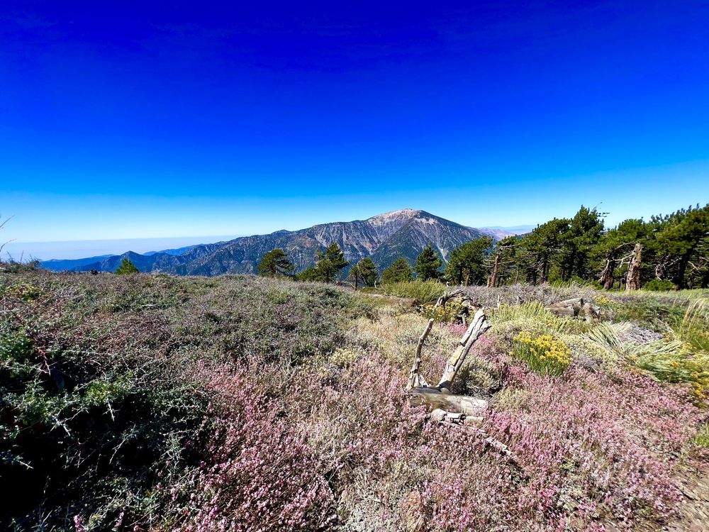 The Pacific Crest Trail Logo