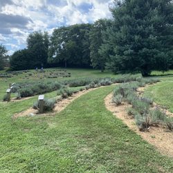 Blooming Hill Lavender Farm