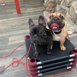 Fawn - Jaxx "hero" Brindle - Zeus "brindle" Thanks Micheal and Makayla!! Fawn - Jaxx "hero" Brindle - Zeus "brindle" Thanks Micheal and Makayla!!