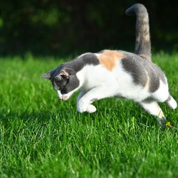 Tail Blazers