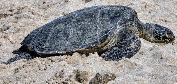 Laniakea Beach by null