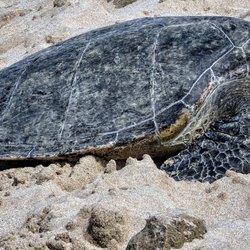 Laniakea Beach - Turtle at Laniakea Beach