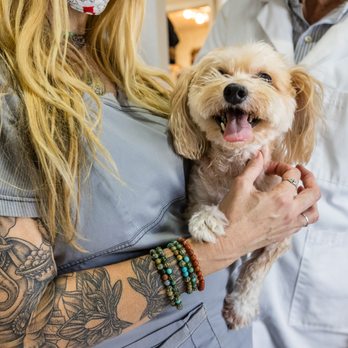 Community Veterinary Hospital - Veterinarians Near Me - Largo, Florida Community Veterinary Hospital - Veterinarians Near Me - Largo, Florida