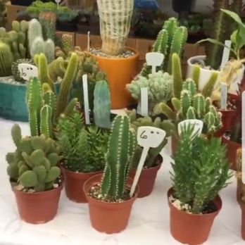 Long Beach Antique Market - Succulents @ LB Flea Market - Antiques Near Me - Long Beach, California