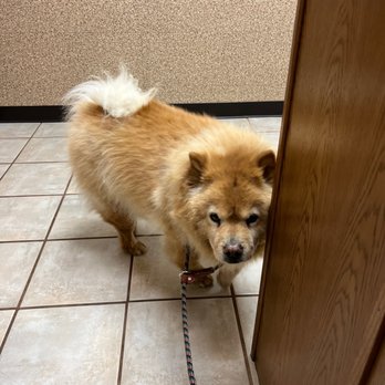 High Point Animal Hospital - She's ready to trot with her freshly trimmed toes! - Veterinarians Near Me - Plano, Texas High Point Animal Hospital - She's ready to trot with her freshly trimmed toes! - Veterinarians Near Me - Plano, Texas