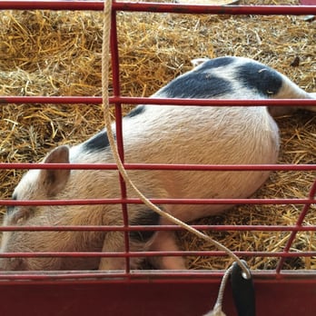 Sever's Corn Maze & Fall Festival - Potbellied pig - Festivals Near Me - Shakopee, Minnesota Sever's Corn Maze & Fall Festival - Potbellied pig - Festivals Near Me - Shakopee, Minnesota