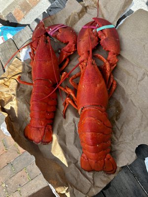 Port Lobster by null