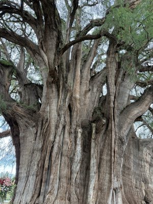 Tree of Tule by null