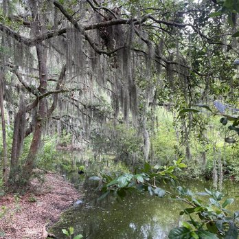 Cypress Wetlands - Spanish moss dripping down - Parks Near Me - Port Royal, South Carolina