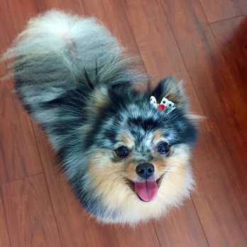 Paws-A-Tively - Summer all dolled up! - Pet Groomers Near Me - Chicago, Illinois
