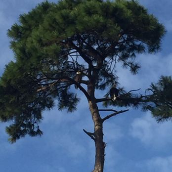 Lake Baldwin Park - Bald eagle high up in the tree at Lake Baldwin - Parks Near Me - Winter Park, Florida