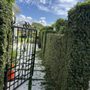 Perez Pro Lawn Cervices