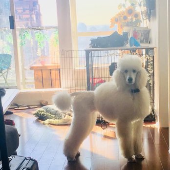 Delphinium's Standard Poodles - Ella - Pets Near Me - Nanaimo, British Columbia Delphinium's Standard Poodles - Ella - Pets Near Me - Nanaimo, British Columbia