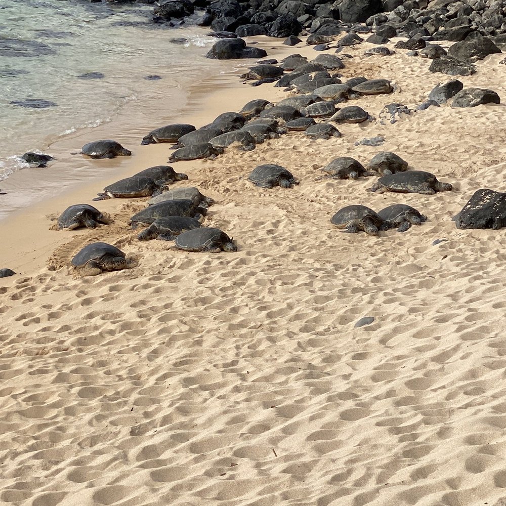 The Hawaii Concierge - Hana Tour with Hoaloha Jeep Tour - Tours Near Me - Lahaina, Hawaii The Hawaii Concierge - Hana Tour with Hoaloha Jeep Tour - Tours Near Me - Lahaina, Hawaii