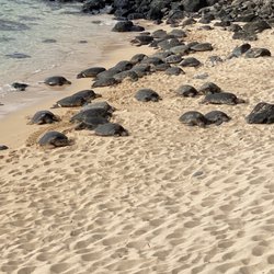 The Hawaii Concierge - Hana Tour with Hoaloha Jeep Tour