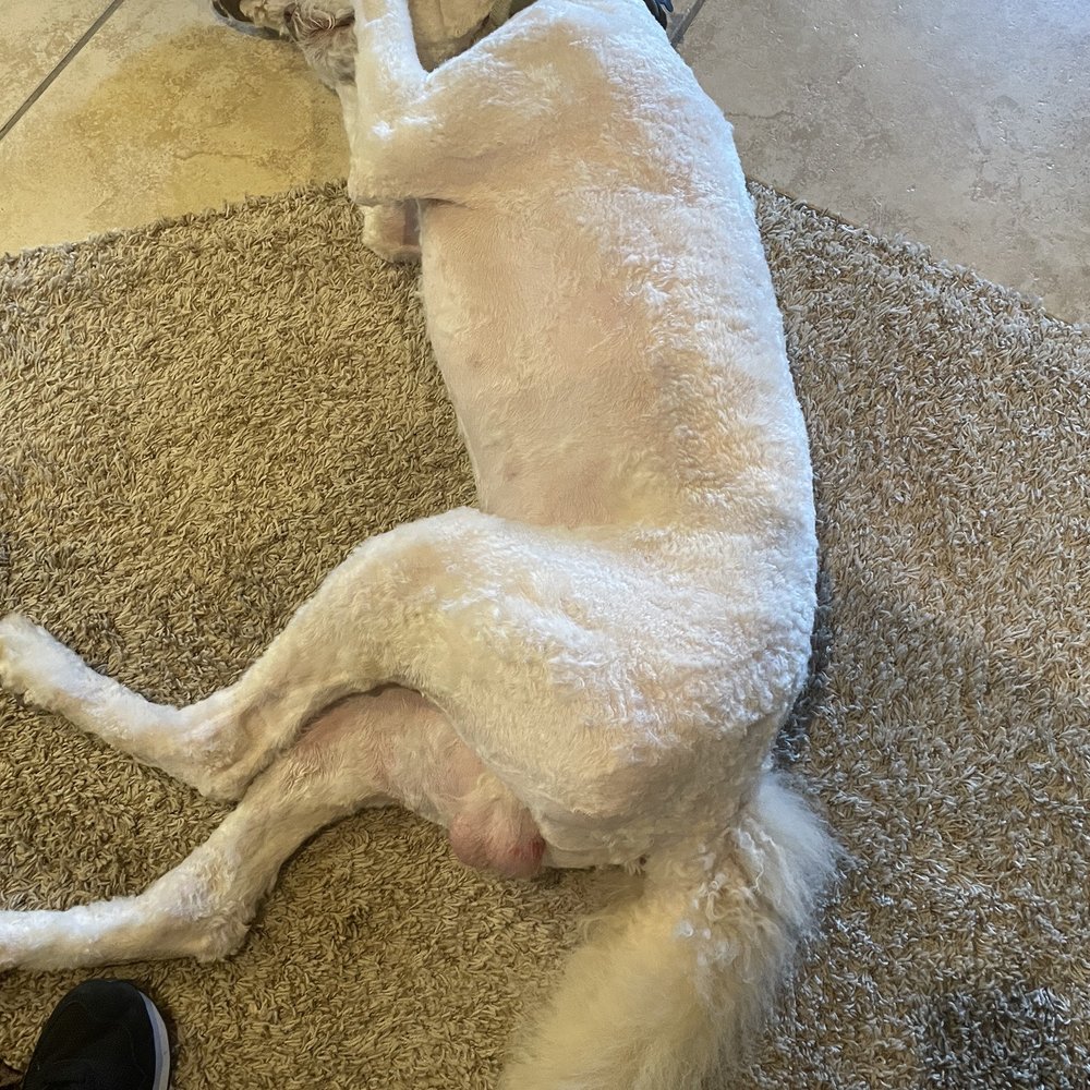 Resa's K-9 Salon - Poor baby, he's slept non stop since bringing him home today - Pet Groomers Near Me - Lubbock, Texas Resa's K-9 Salon - Poor baby, he's slept non stop since bringing him home today - Pet Groomers Near Me - Lubbock, Texas