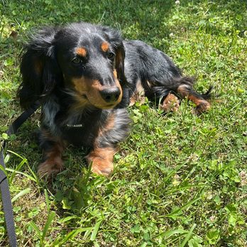 Whiskers Wags & Walks - Pet Sitting Near Me - High Point, North Carolina Whiskers Wags & Walks - Pet Sitting Near Me - High Point, North Carolina