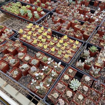 Mari's Gardens - Nurseries & Gardening Near Me - Mililani, Hawaii