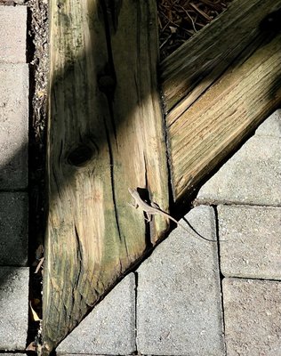 Tropical Inn by null