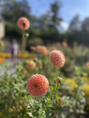 Old Westbury Gardens by null