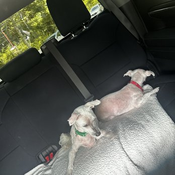 PetSmart - And they charged almost $200 to shave them. These are Maltese. - Pet Training Near Me - Asheville, North Carolina PetSmart - And they charged almost $200 to shave them. These are Maltese. - Pet Training Near Me - Asheville, North Carolina