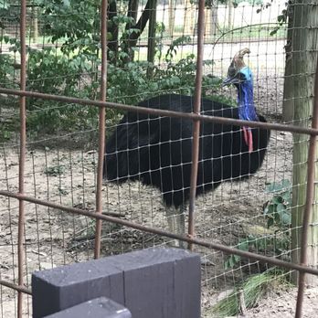 Catoctin Wildlife Preserve - Cassowary - Zoos Near Me - Thurmont, Maryland Catoctin Wildlife Preserve - Cassowary - Zoos Near Me - Thurmont, Maryland