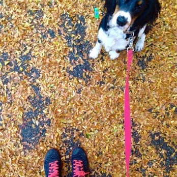 The Dog Park - One of the photos she took of my puppy on a walk - Dog Walkers Near Me