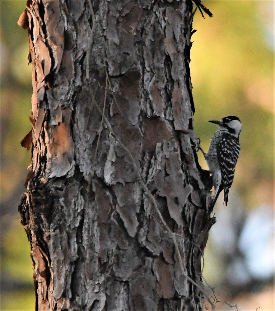 ARCHAEOPTERYX BIRDING & NATURE TOURS Updated June 2024 1309 Oak