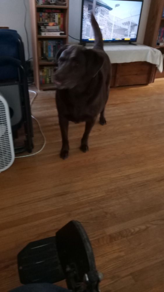 Scotts Pet Sitter - pet boarding facility in Rochester, NY