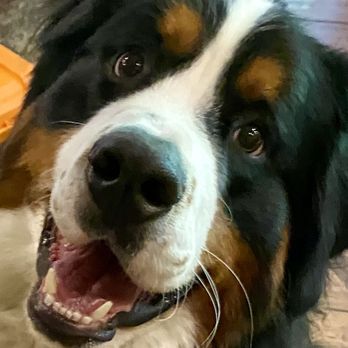 K9 Leadership Training - Sweet face Bear learning indoor manners. Farmington Ut 
October 2024 - Pet Training Near Me - Centerville, Utah