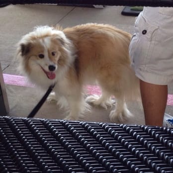 Topgolf - Topgolf is dog friendly - Golf Near Me - Dallas, Texas Topgolf - Topgolf is dog friendly - Golf Near Me - Dallas, Texas