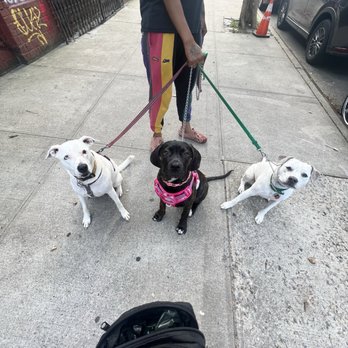 Doggie Global - Pet Boarding Near Me - Brooklyn, New York