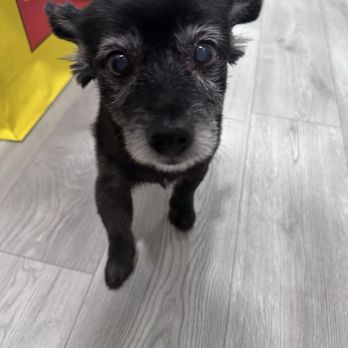 Fluff N Go - Pet Groomers Near Me