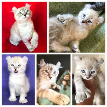 fur fabulous mobile pet grooming