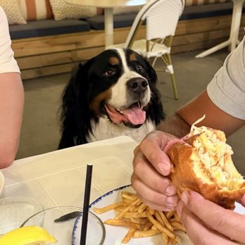 The Station - A happy dog waiting for a piece of the fish Sammie Fried Fish Sammie - Seafood Near Me - Fenwick Island, Delaware The Station - A happy dog waiting for a piece of the fish Sammie Fried Fish Sammie - Seafood Near Me - Fenwick Island, Delaware