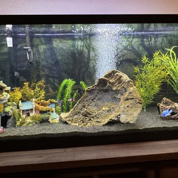 Aj's Aquatic Solutions - We love our new tank - Aquarium Services Near Me Aj's Aquatic Solutions - We love our new tank - Aquarium Services Near Me