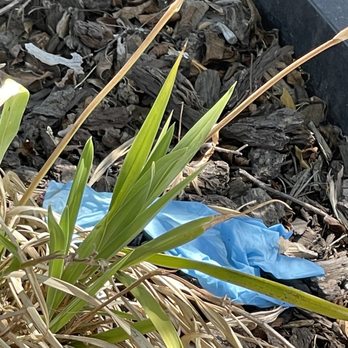 Starbucks - More trash Rubber gloves - Coffee & Tea Near Me - Cloverdale, California