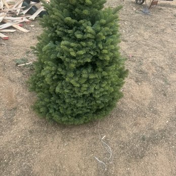 Sid's Christmas Trees - Winner! - Christmas Trees Near Me - Clovis, California