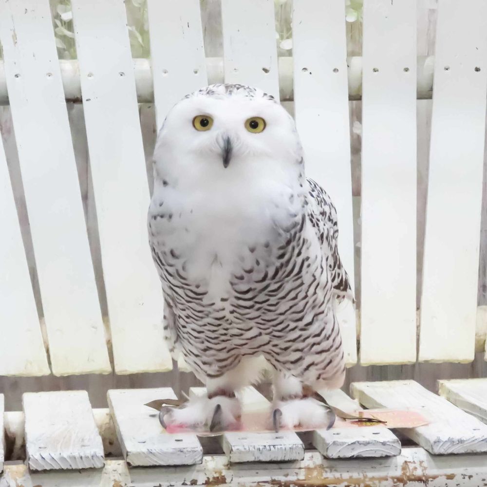 あうるぱーくフクロウカフェ池袋・東京