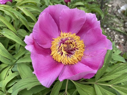 Conservatoire et Jardin botaniques de Genève by null