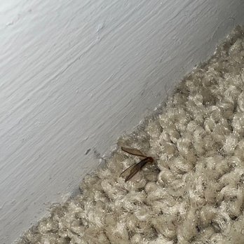 Marbella Apartment Homes - another termite crawling next to bed. captured on 10/5/22 - Apartments Near Me - Carlsbad, California Marbella Apartment Homes - another termite crawling next to bed. captured on 10/5/22 - Apartments Near Me - Carlsbad, California