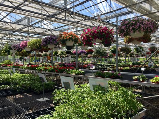 Early Bird Farm by null